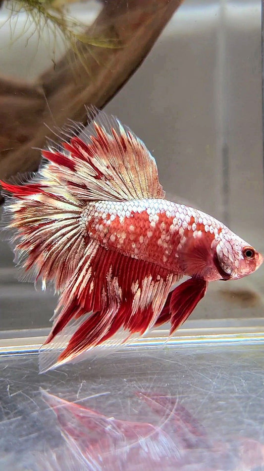 HALFMOON RED GOLD GALAXY RGG BETTA FISH