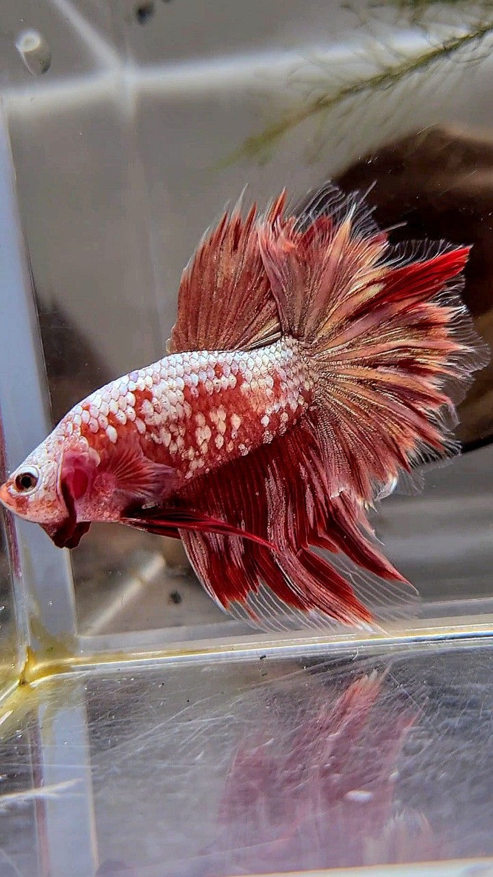 HALFMOON RED GOLD GALAXY RGG BETTA FISH