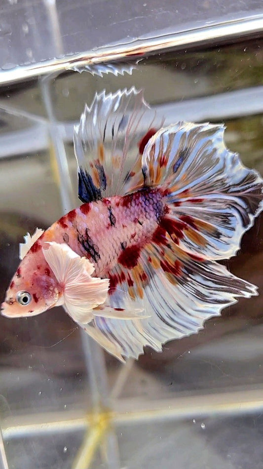 XL HALFMOON DUMBO EAR KOI MULTICOLOR CELLOPHANE BETTA FISH