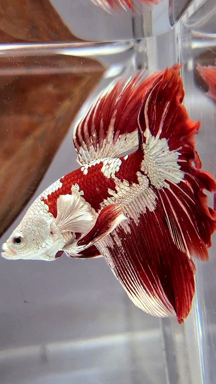 HALFMOON ROSETAIL RED WHITE GALAXY SNOW UNIQUE MASKING TUXEDO BETTA FISH