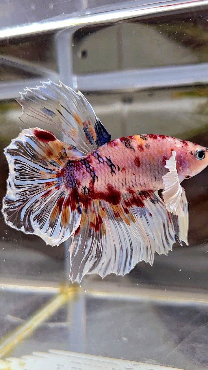 XL HALFMOON DUMBO EAR KOI MULTICOLOR CELLOPHANE BETTA FISH