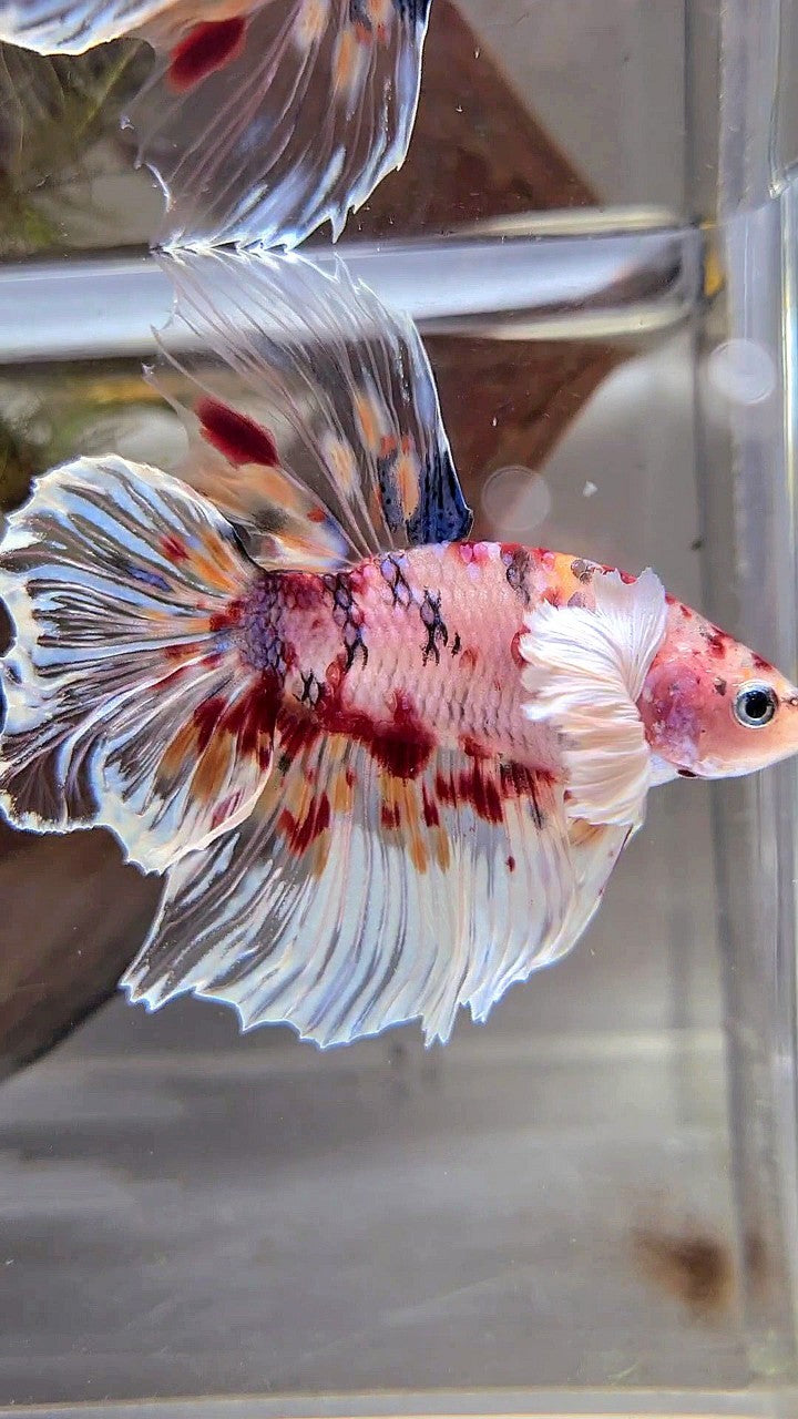 XL HALFMOON DUMBO EAR KOI MULTICOLOR CELLOPHANE BETTA FISH