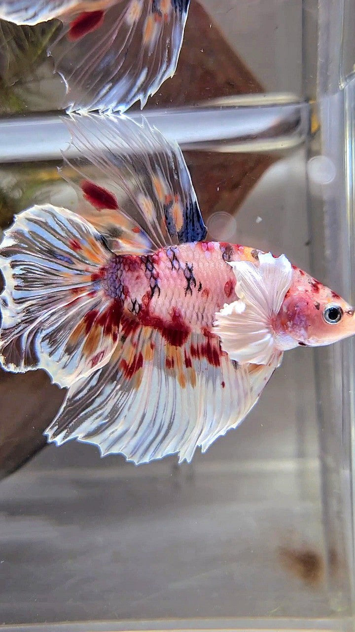 XL HALFMOON DUMBO EAR KOI MULTICOLOR CELLOPHANE BETTA FISH