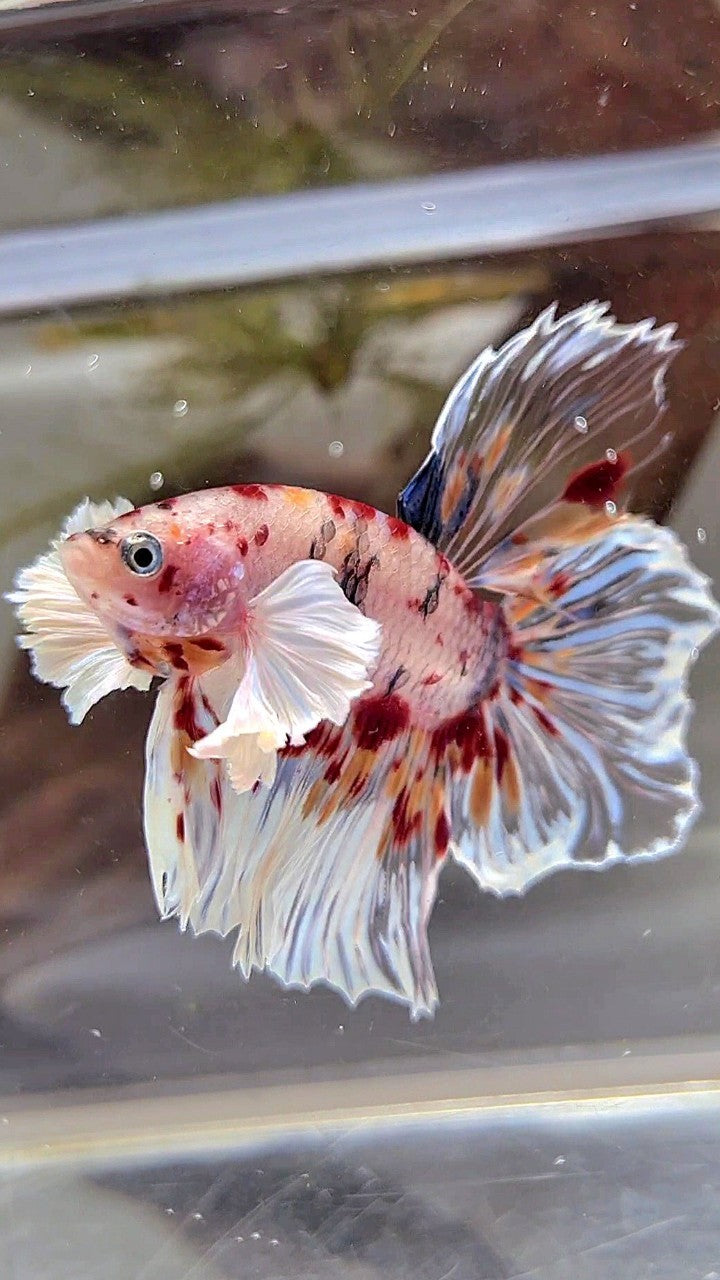 XL HALFMOON DUMBO EAR KOI MULTICOLOR CELLOPHANE BETTA FISH