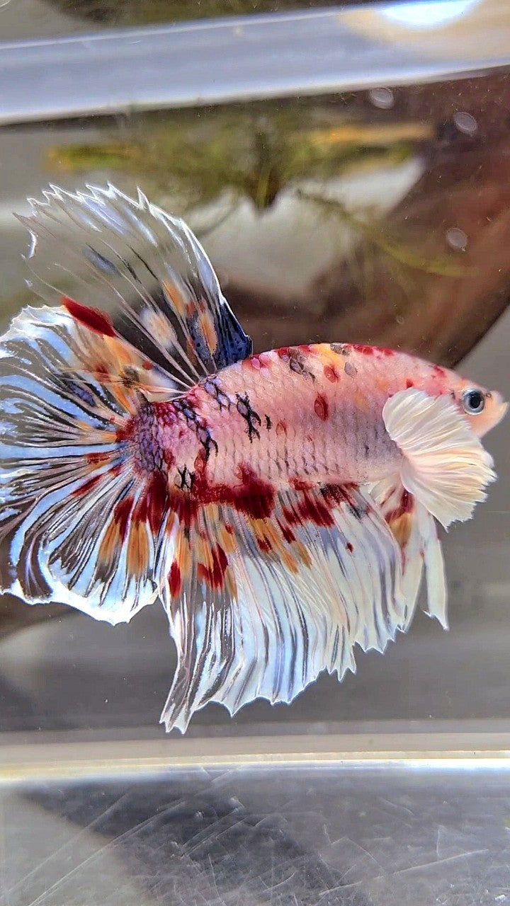 XL HALFMOON DUMBO EAR KOI MULTICOLOR CELLOPHANE BETTA FISH