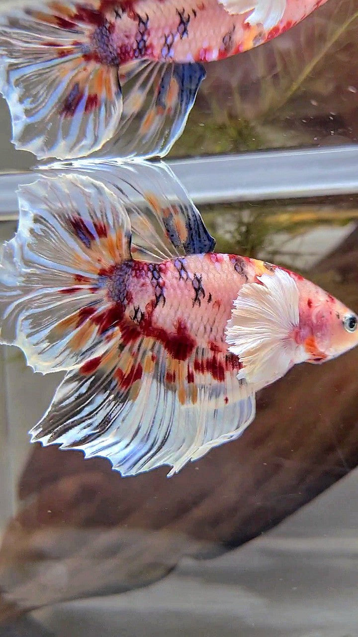 XL HALFMOON DUMBO EAR KOI MULTICOLOR CELLOPHANE BETTA FISH