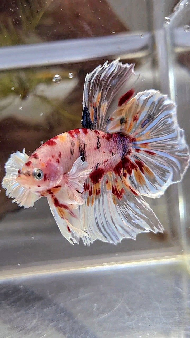 XL HALFMOON DUMBO EAR KOI MULTICOLOR CELLOPHANE BETTA FISH