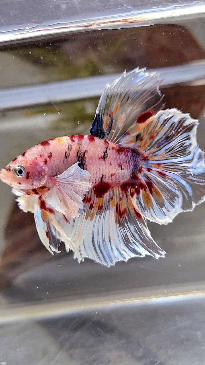 XL HALFMOON DUMBO EAR KOI MULTICOLOR CELLOPHANE BETTA FISH