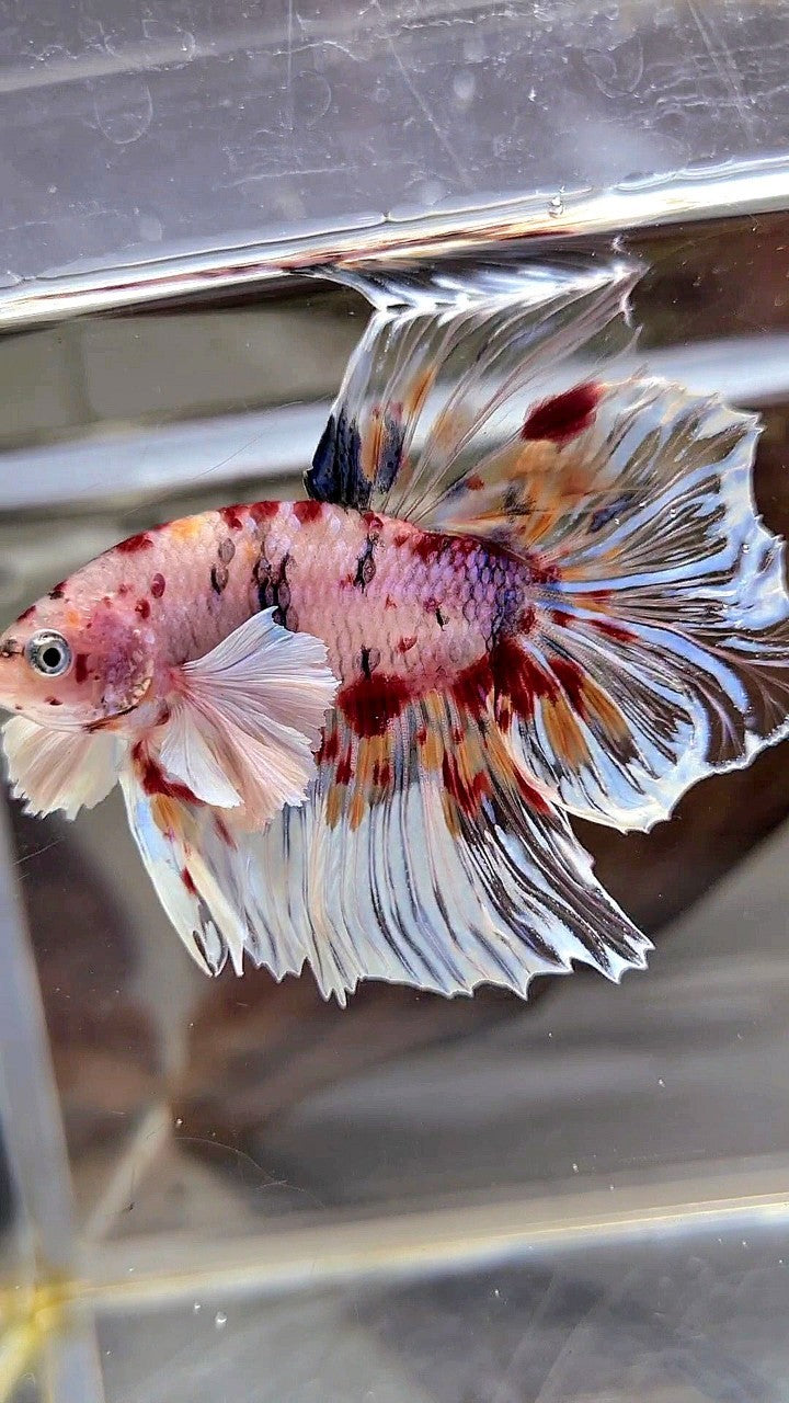 XL HALFMOON DUMBO EAR KOI MULTICOLOR CELLOPHANE BETTA FISH