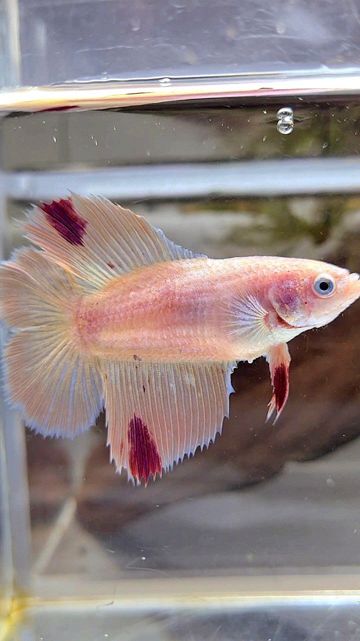 XL FEMALE HALFMOON DOUBLE TAIL ARMAGEDDON PINK BETTA FISH