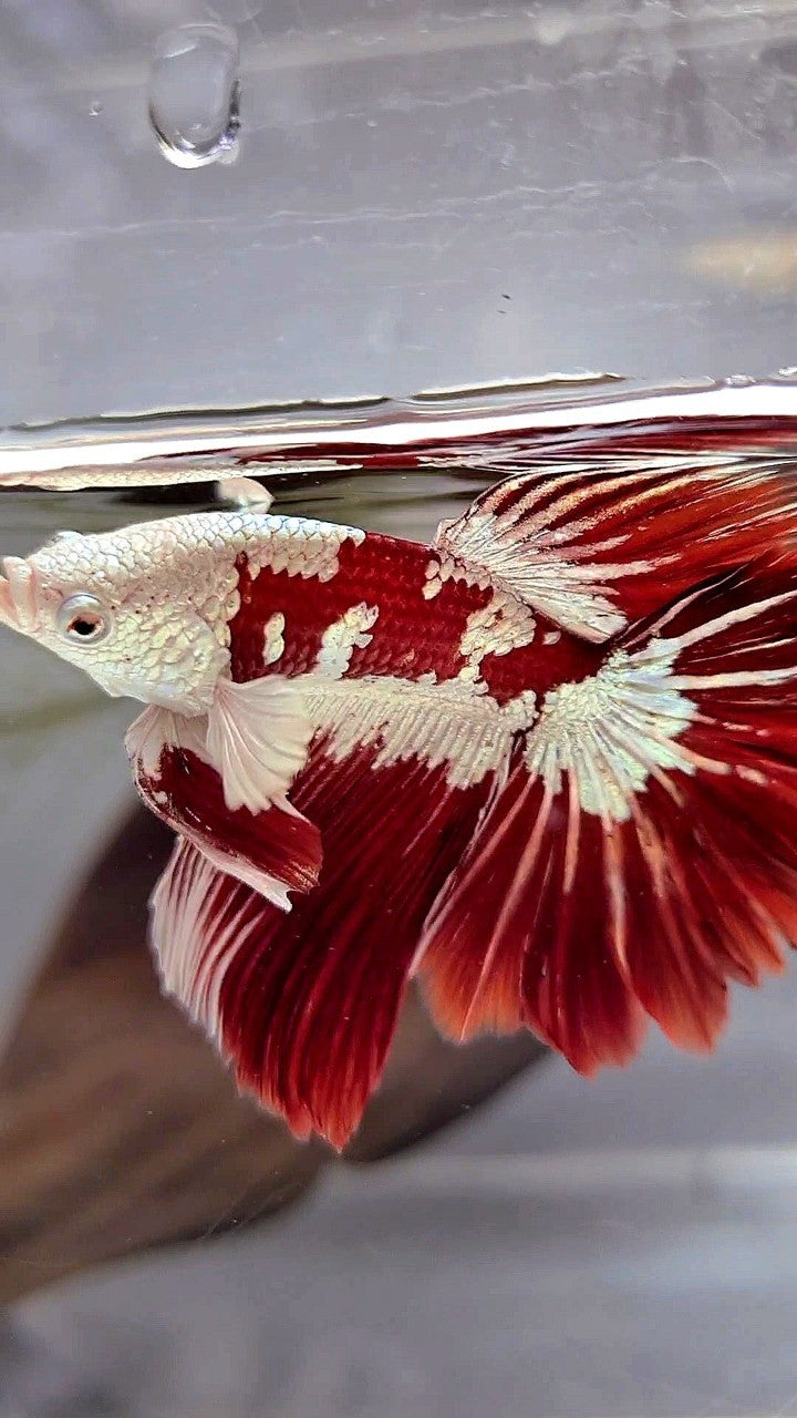 HALFMOON ROSETAIL RED WHITE GALAXY SNOW UNIQUE MASKING TUXEDO BETTA FISH