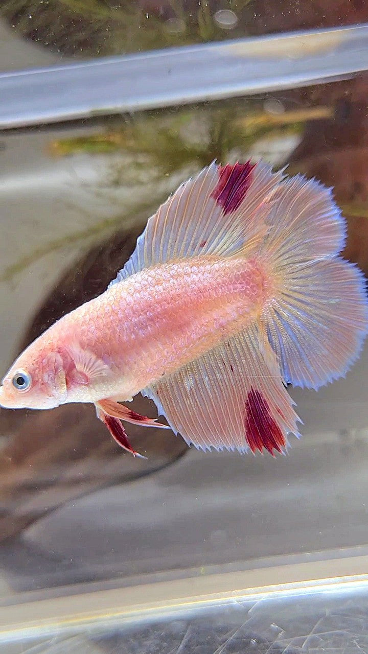 XL FEMALE HALFMOON DOUBLE TAIL ARMAGEDDON PINK BETTA FISH