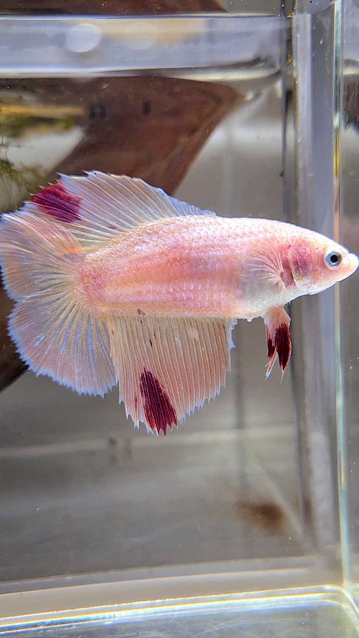 XL FEMALE HALFMOON DOUBLE TAIL ARMAGEDDON PINK BETTA FISH