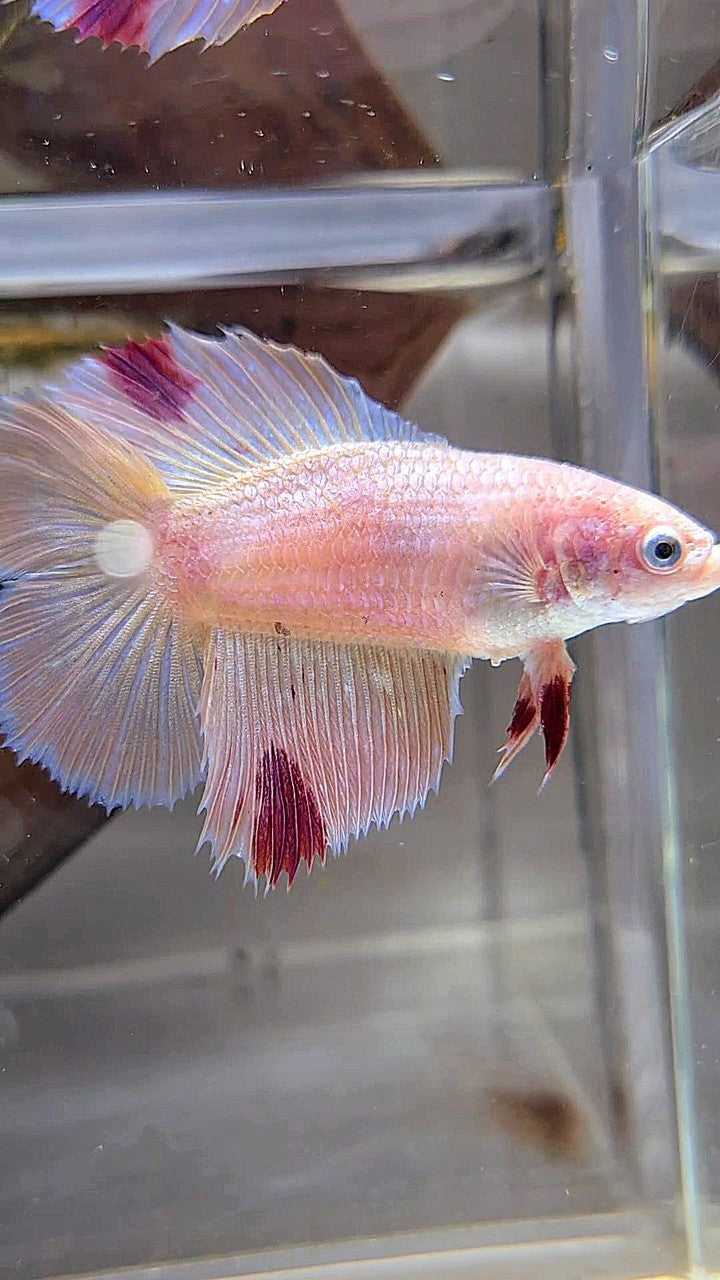 XL FEMALE HALFMOON DOUBLE TAIL ARMAGEDDON PINK BETTA FISH