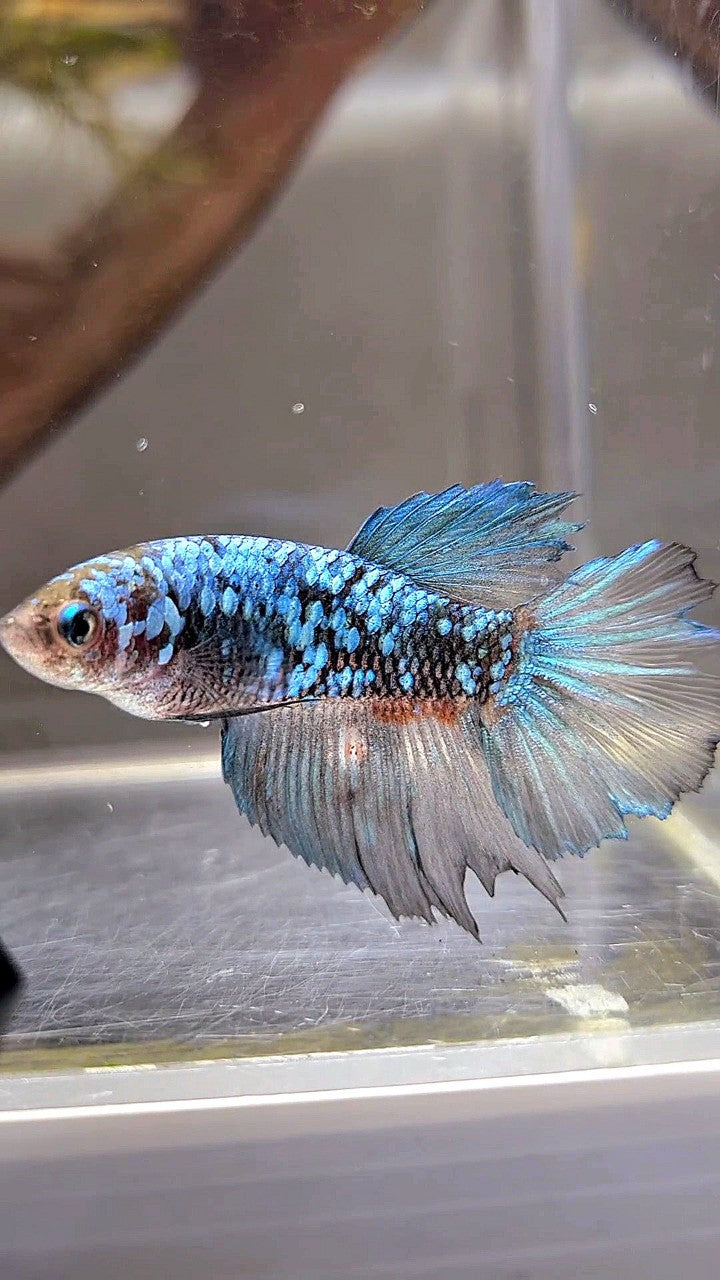 FEMALE HALFMOON BLACK BLUE GALAXY AVATAR BETTA FISH