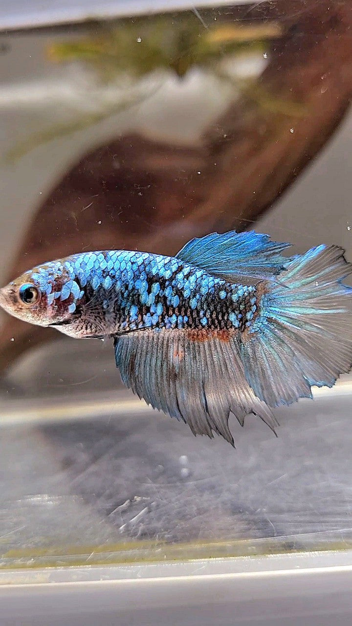 FEMALE HALFMOON BLACK BLUE GALAXY AVATAR BETTA FISH