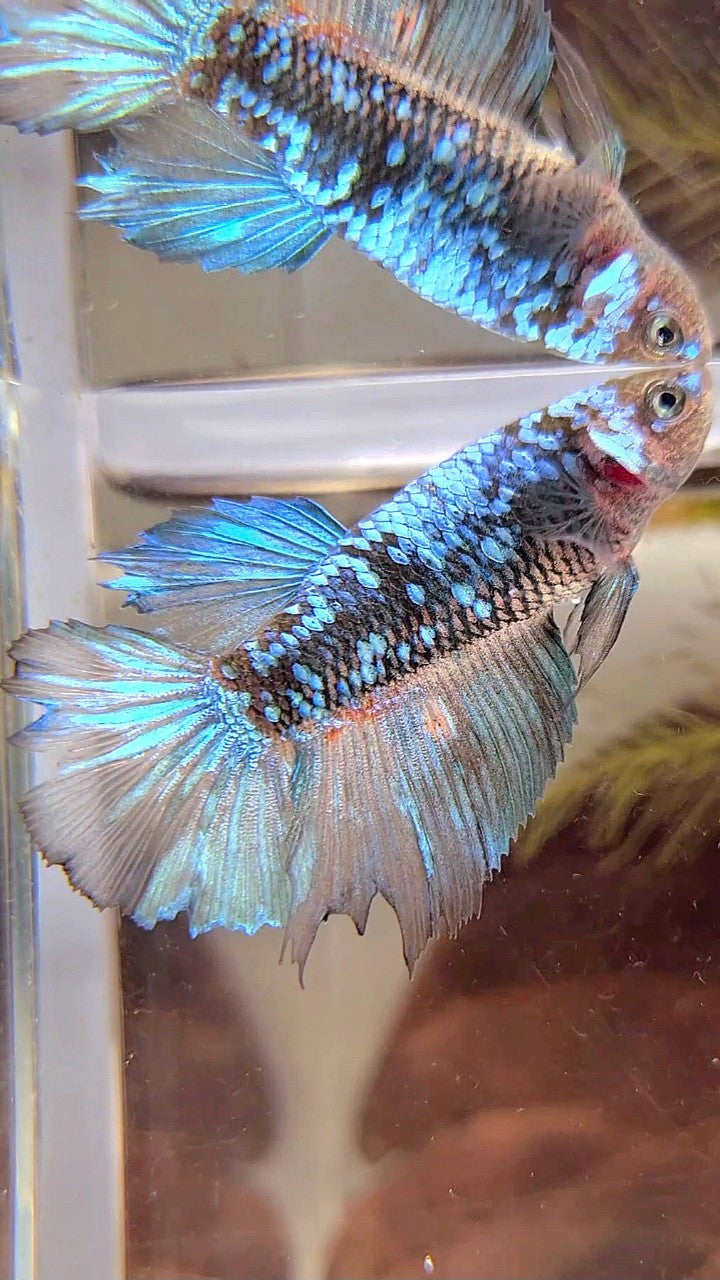 FEMALE HALFMOON BLACK BLUE GALAXY AVATAR BETTA FISH