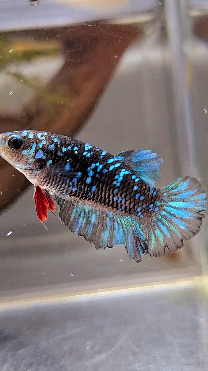 FEMALE PLAKAT BLACK BLUE GALAXY AVATAR BETTA FISH