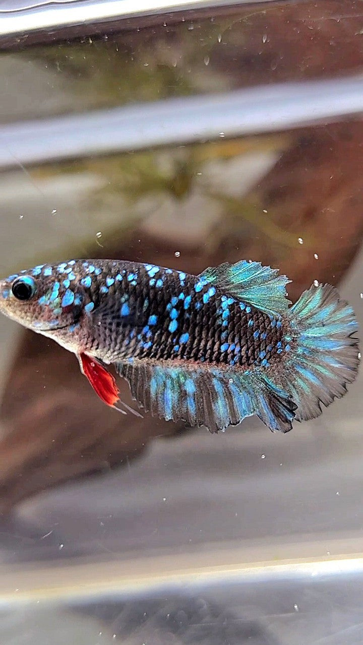 FEMALE PLAKAT BLACK BLUE GALAXY AVATAR BETTA FISH