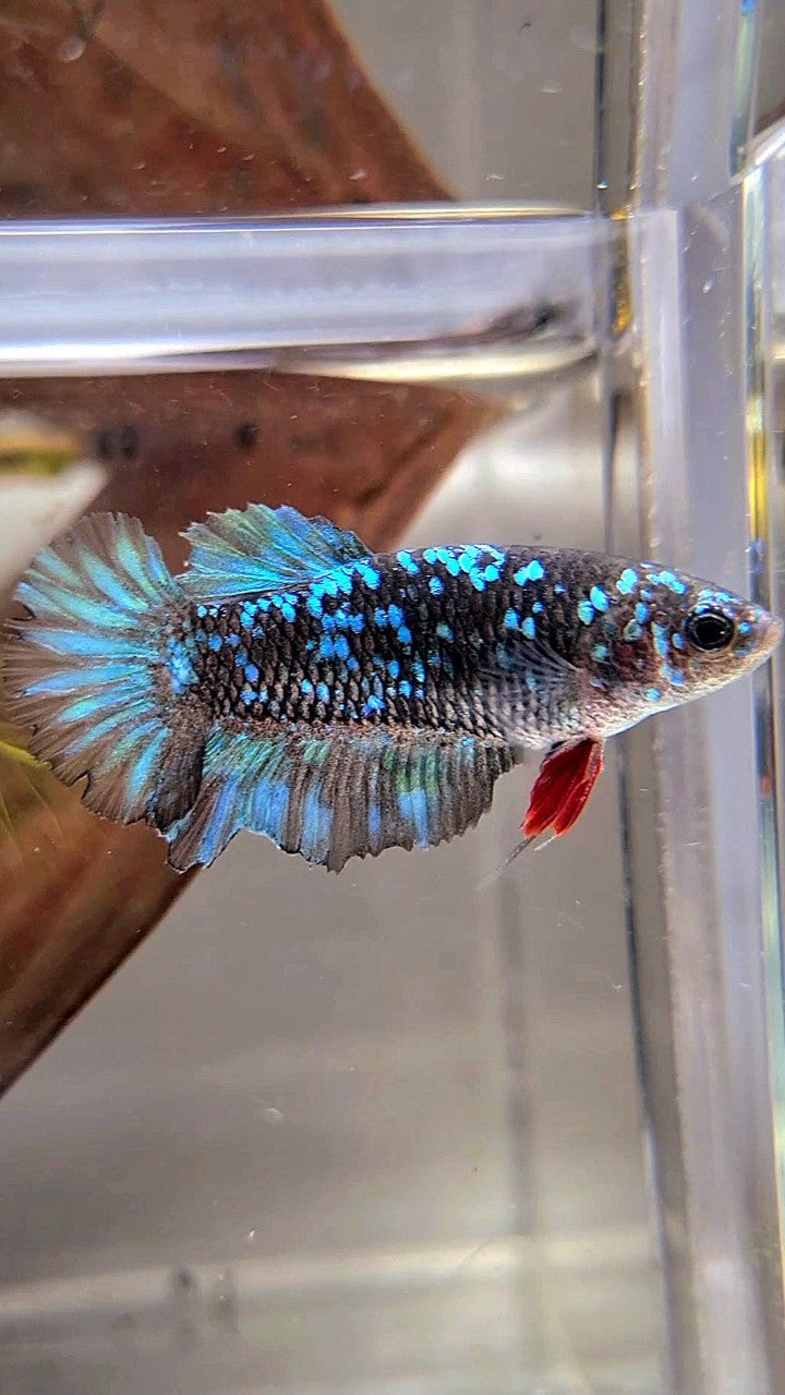 FEMALE PLAKAT BLACK BLUE GALAXY AVATAR BETTA FISH