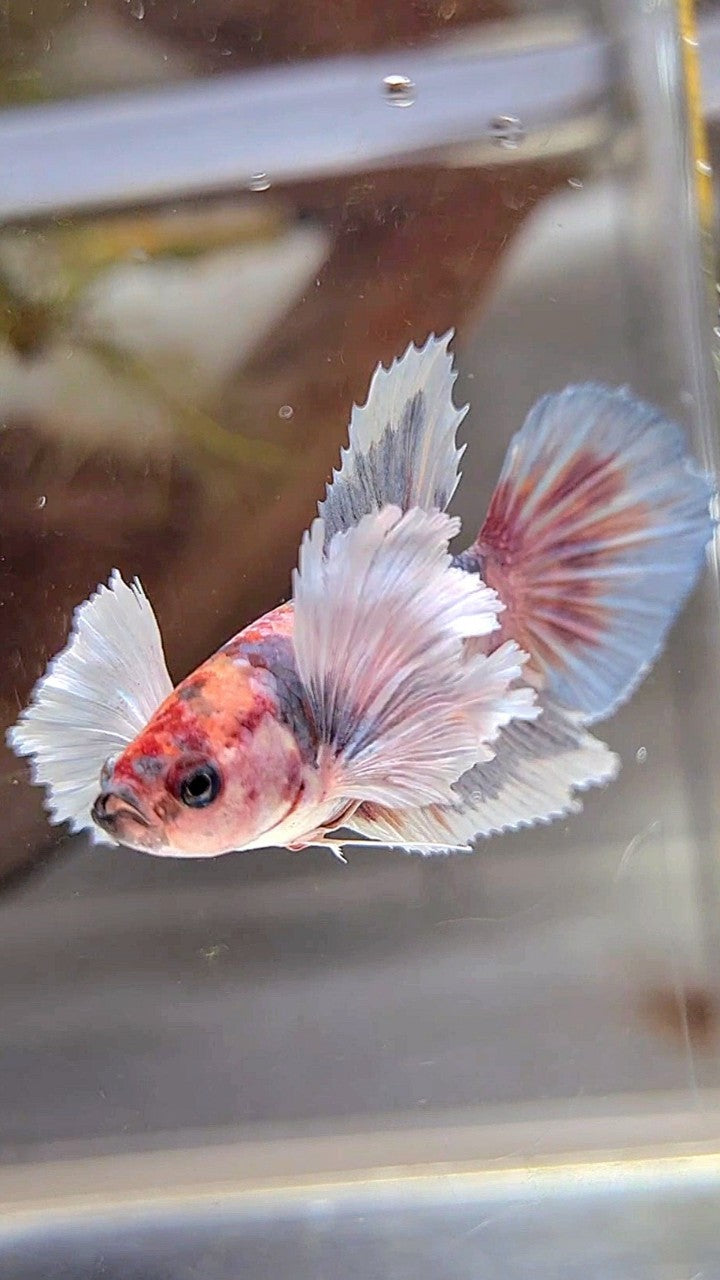 FEMALE HALFMOON SUPER DUMBO EAR MULTICOLOR GRAY BETTA FISH