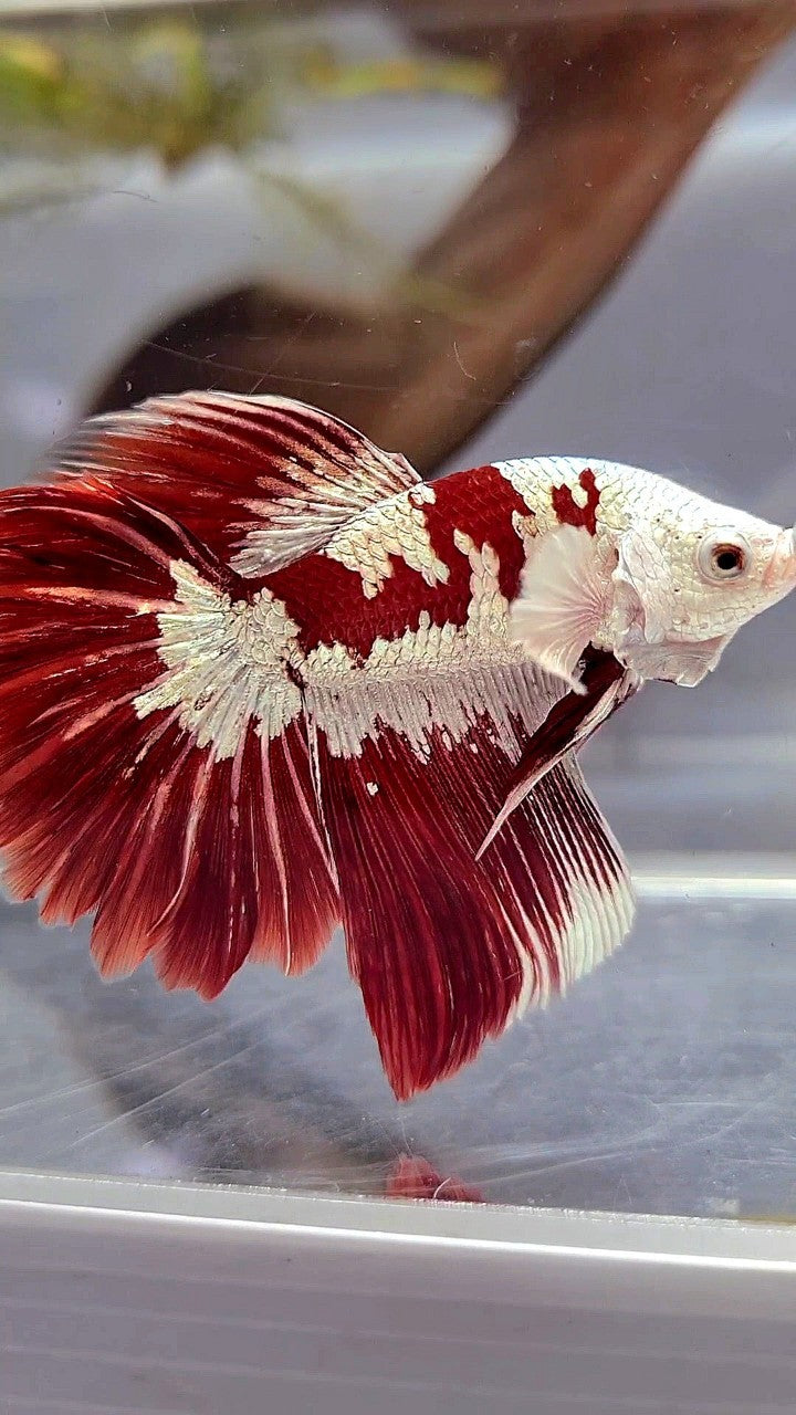 HALFMOON ROSETAIL RED WHITE GALAXY SNOW UNIQUE MASKING TUXEDO BETTA FISH