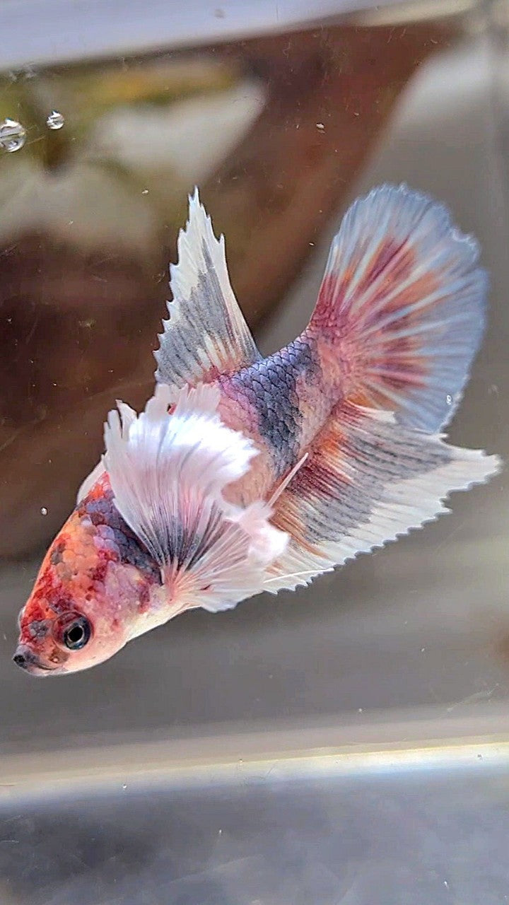 FEMALE HALFMOON SUPER DUMBO EAR MULTICOLOR GRAY BETTA FISH