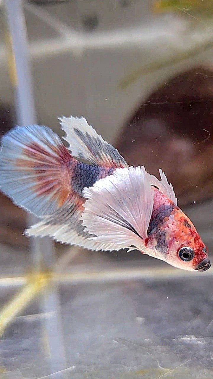 FEMALE HALFMOON SUPER DUMBO EAR MULTICOLOR GRAY BETTA FISH