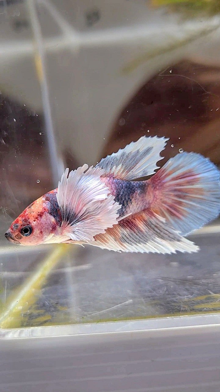 FEMALE HALFMOON SUPER DUMBO EAR MULTICOLOR GRAY BETTA FISH