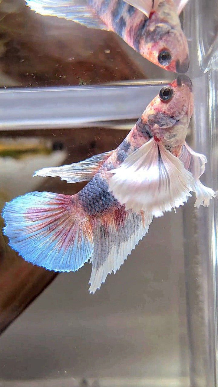 FEMALE HALFMOON SUPER DUMBO EAR MULTICOLOR GRAY BETTA FISH