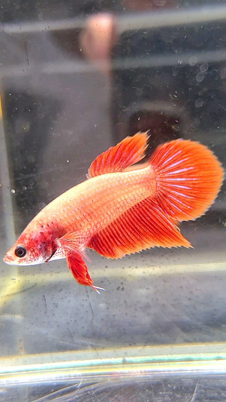 FEMALE VEILTAIL SUPER RED BETTA FISH