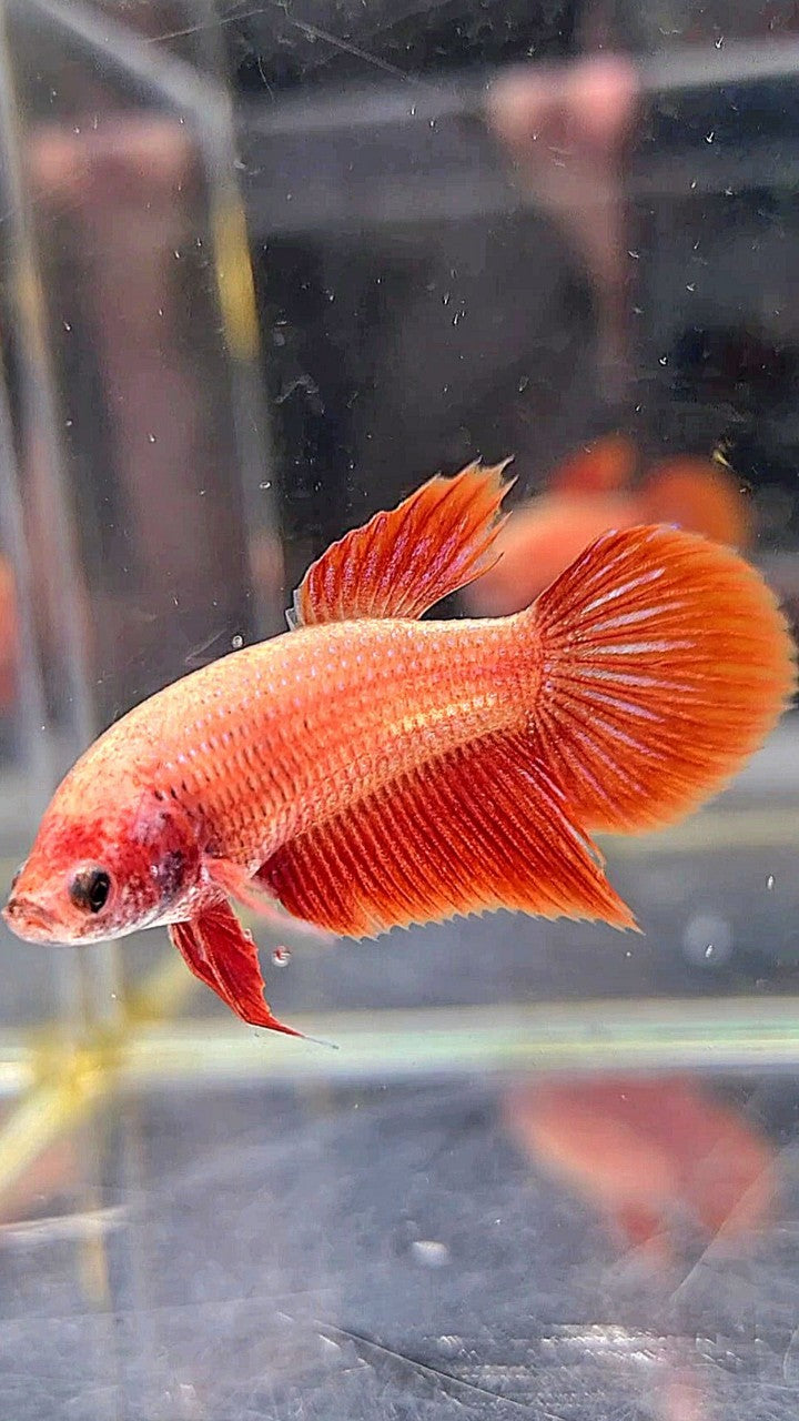 FEMALE VEILTAIL SUPER RED BETTA FISH