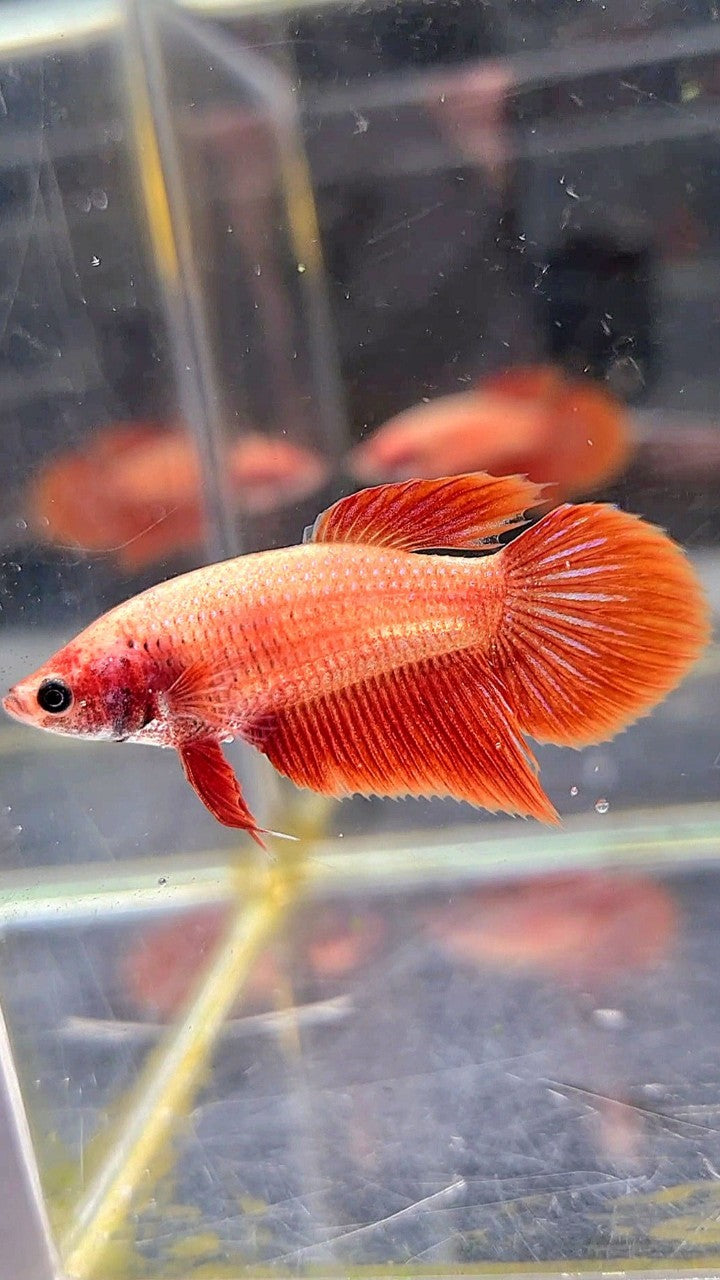 FEMALE VEILTAIL SUPER RED BETTA FISH