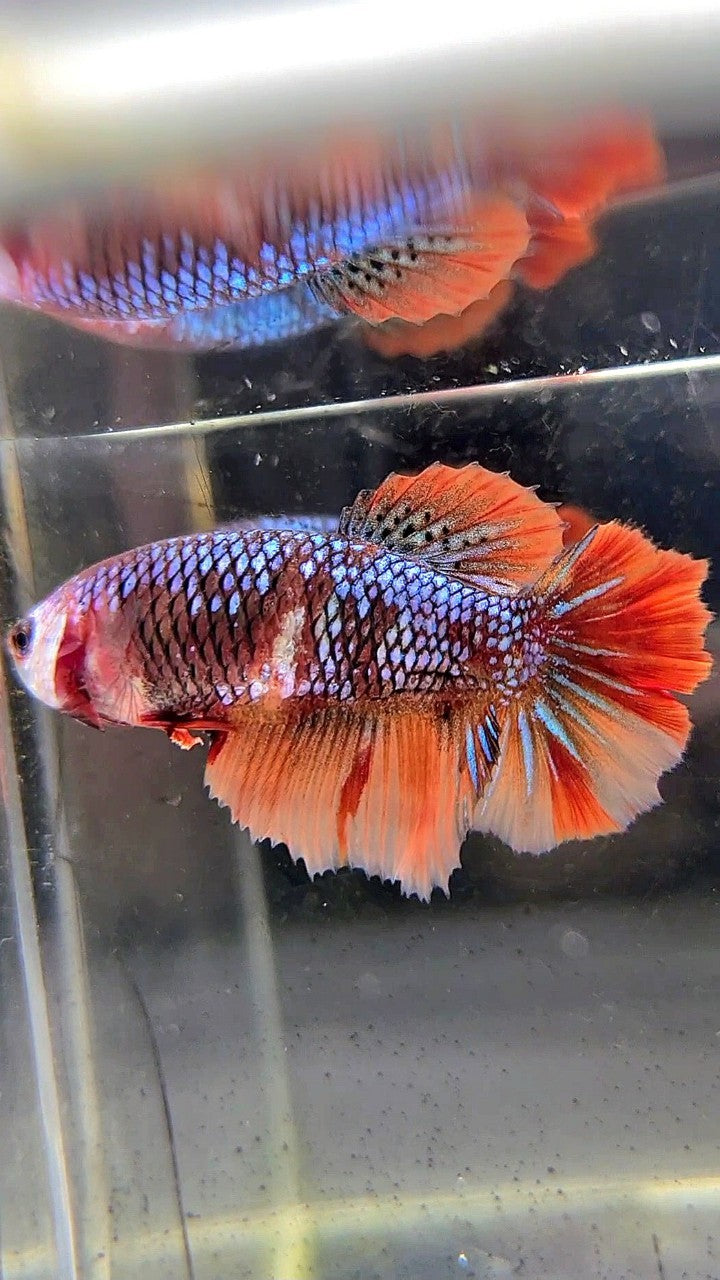 FEMALE HALFMOON ROSETAIL BLACK NEMO MULTICOLOR BETTA FISH