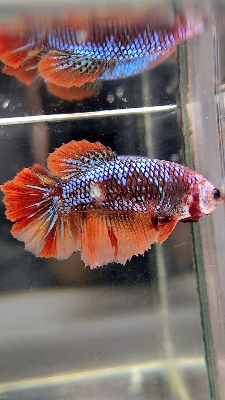 FEMALE HALFMOON ROSETAIL BLACK NEMO MULTICOLOR BETTA FISH