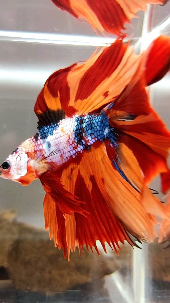 XL HALFMOON OVERTAIL DOUBLE TAIL ORANGE FANCY LEOPARD MULTICOLOR BETTA FISH