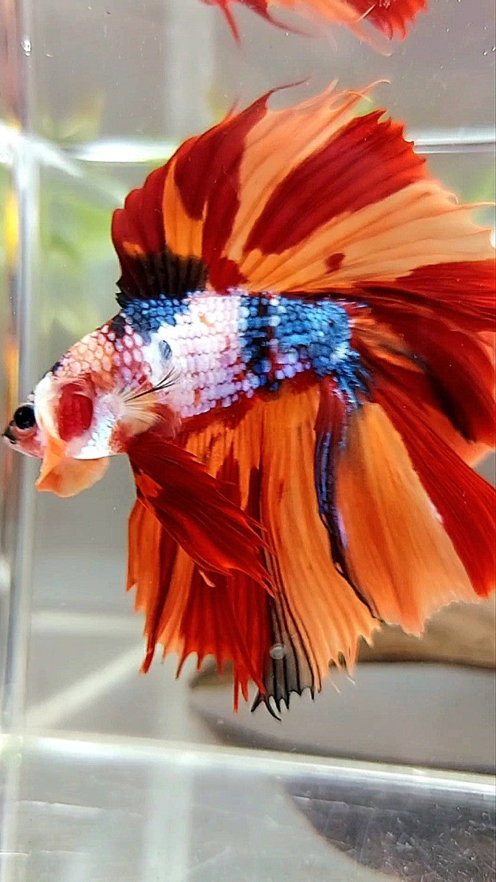 XL HALFMOON OVERTAIL DOUBLE TAIL ORANGE FANCY LEOPARD MULTICOLOR BETTA FISH