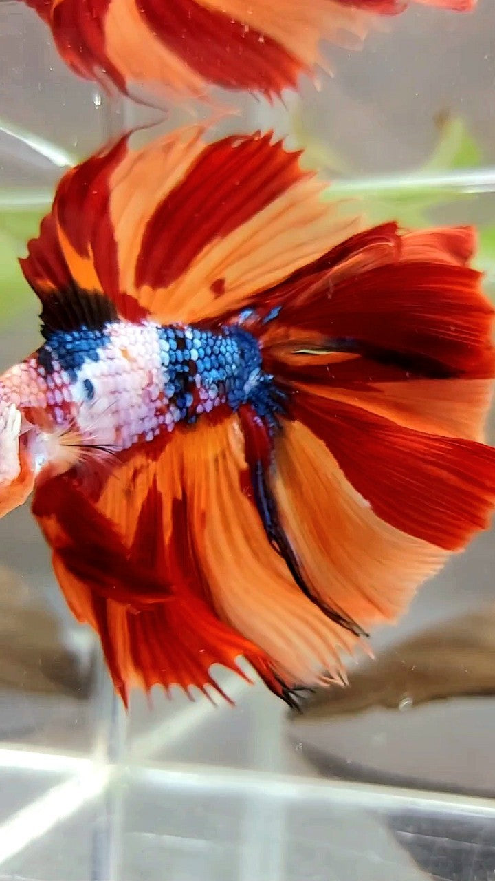 XL HALFMOON OVERTAIL DOUBLE TAIL ORANGE FANCY LEOPARD MULTICOLOR BETTA FISH