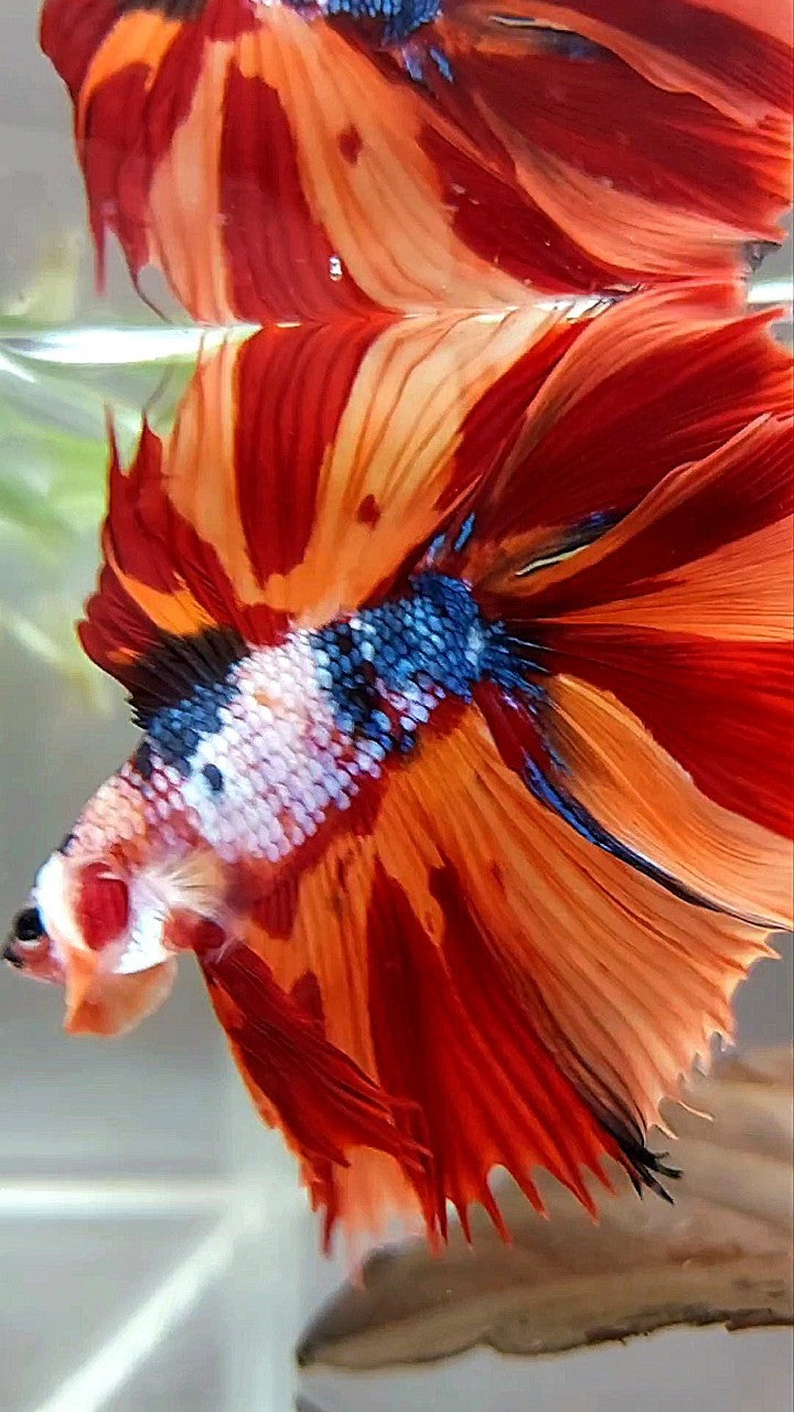 XL HALFMOON OVERTAIL DOUBLE TAIL ORANGE FANCY LEOPARD MULTICOLOR BETTA FISH