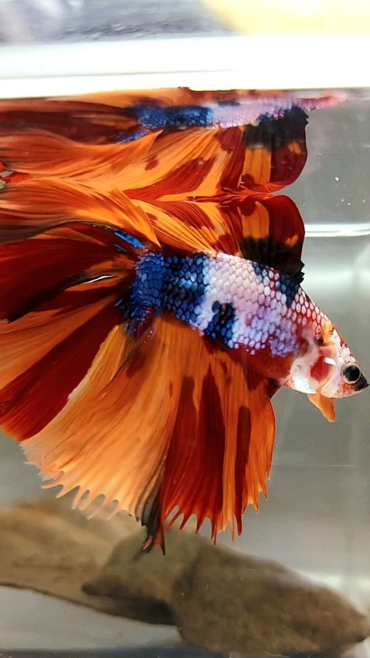 XL HALFMOON OVERTAIL DOUBLE TAIL ORANGE FANCY LEOPARD MULTICOLOR BETTA FISH