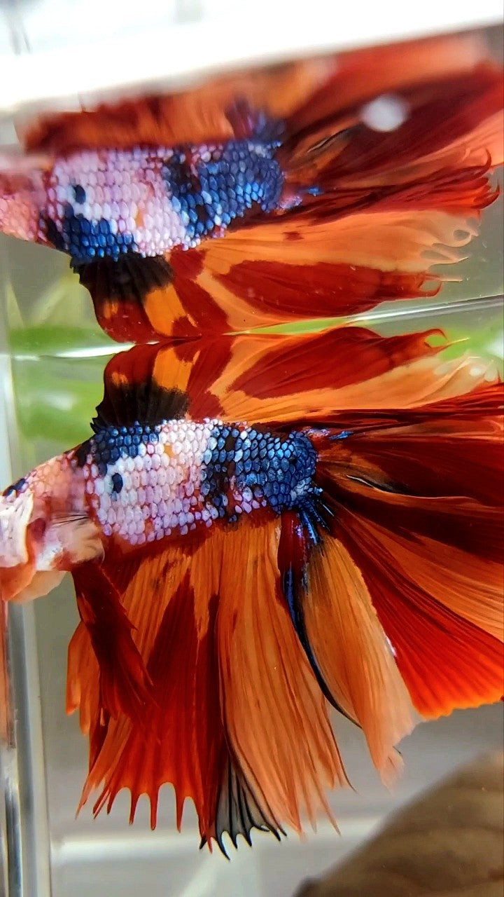 XL HALFMOON OVERTAIL DOUBLE TAIL ORANGE FANCY LEOPARD MULTICOLOR BETTA FISH