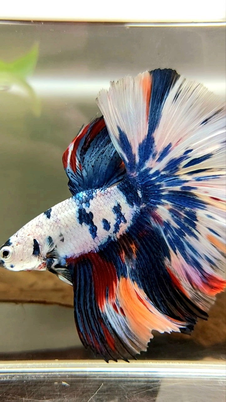 XL HALFMOON OVERTAIL ROSETAIL BLUE CANDY SNOW MULTICOLOR BETTA FISH