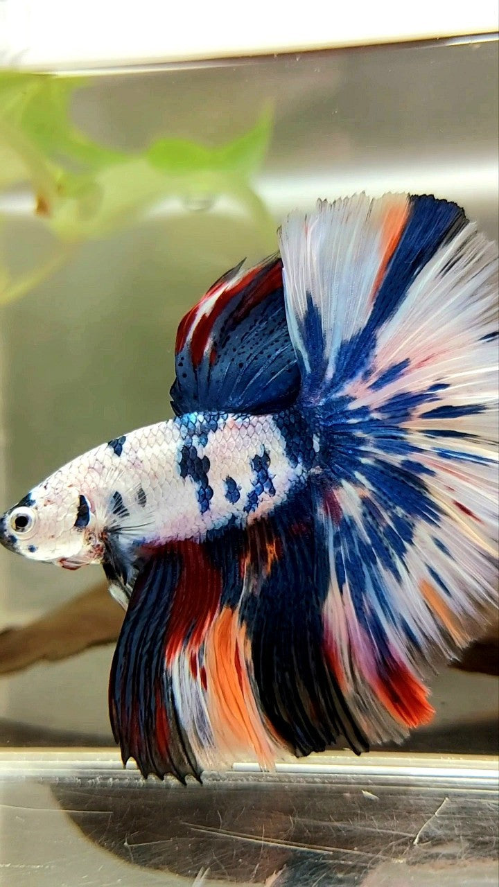 XL HALFMOON OVERTAIL ROSETAIL BLUE CANDY SNOW MULTICOLOR BETTA FISH