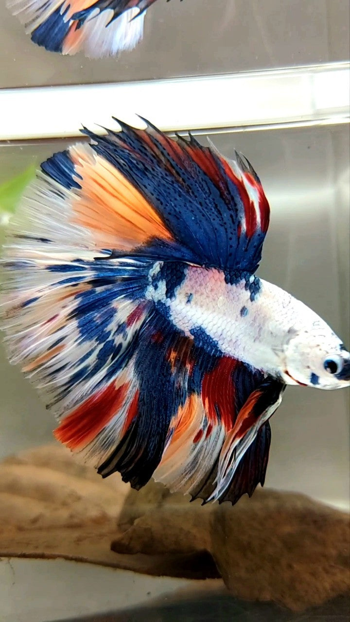 XL HALFMOON OVERTAIL ROSETAIL BLUE CANDY SNOW MULTICOLOR BETTA FISH