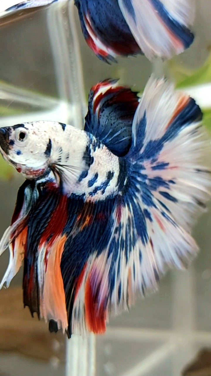 XL HALFMOON OVERTAIL ROSETAIL BLUE CANDY SNOW MULTICOLOR BETTA FISH