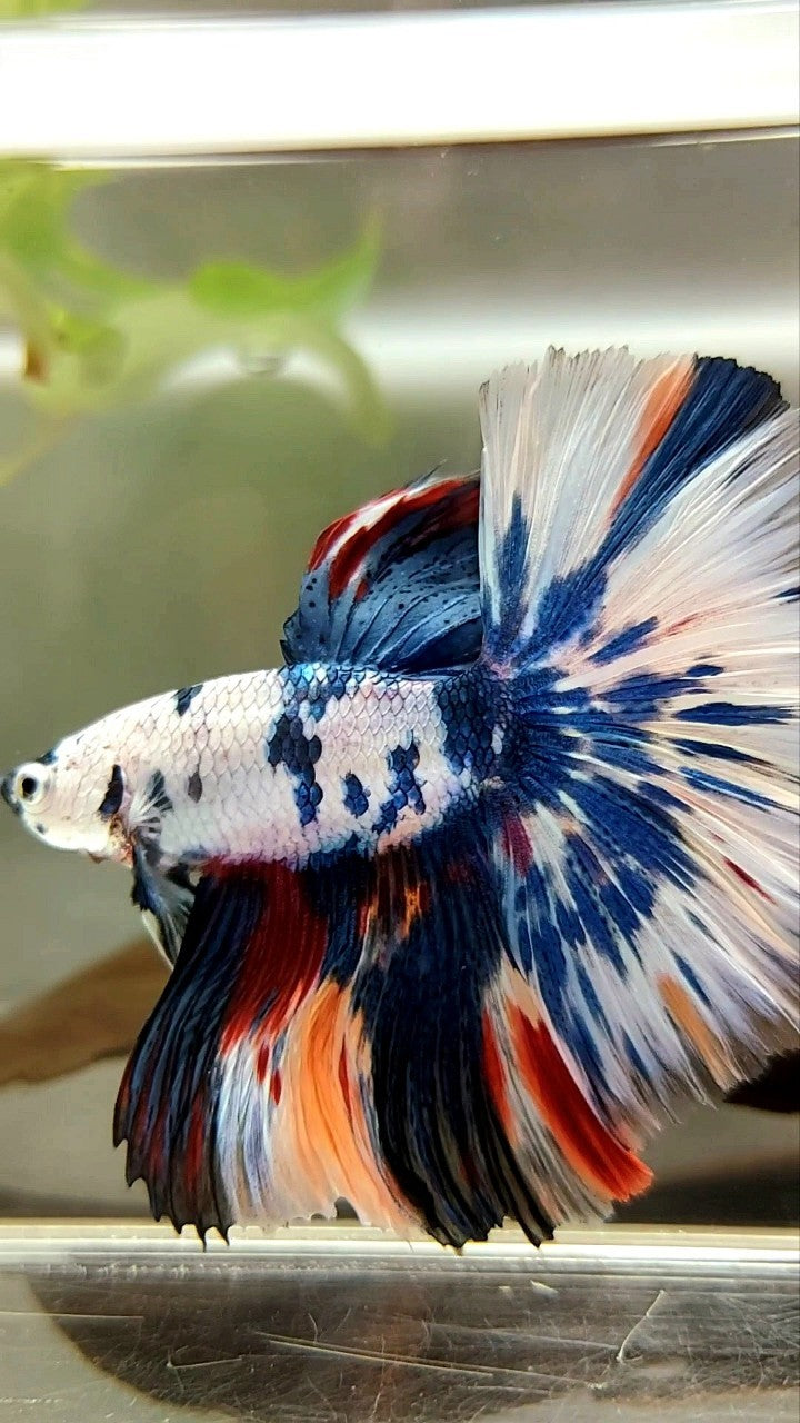 XL HALFMOON OVERTAIL ROSETAIL BLUE CANDY SNOW MULTICOLOR BETTA FISH