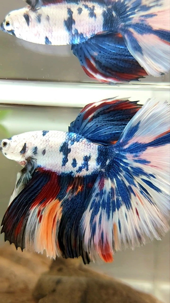 XL HALFMOON OVERTAIL ROSETAIL BLUE CANDY SNOW MULTICOLOR BETTA FISH