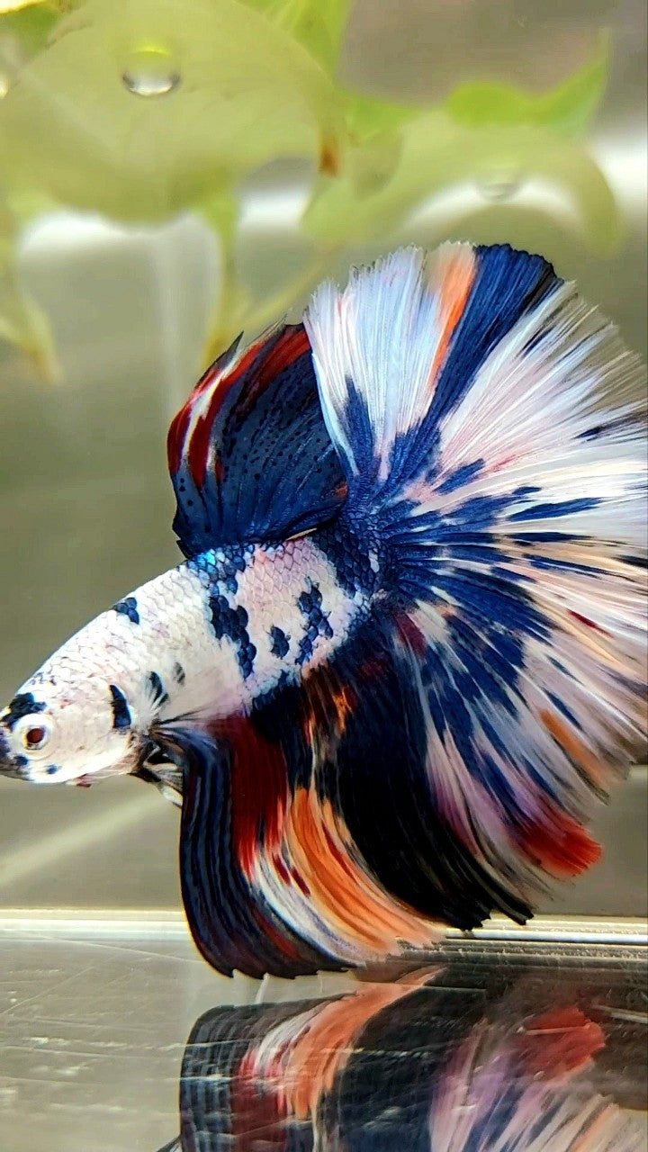 XL HALFMOON OVERTAIL ROSETAIL BLUE CANDY SNOW MULTICOLOR BETTA FISH