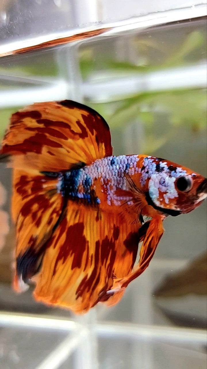 XL HALFMOON DELTA SUPER FIRE MULTICOLOR BETTA FISH