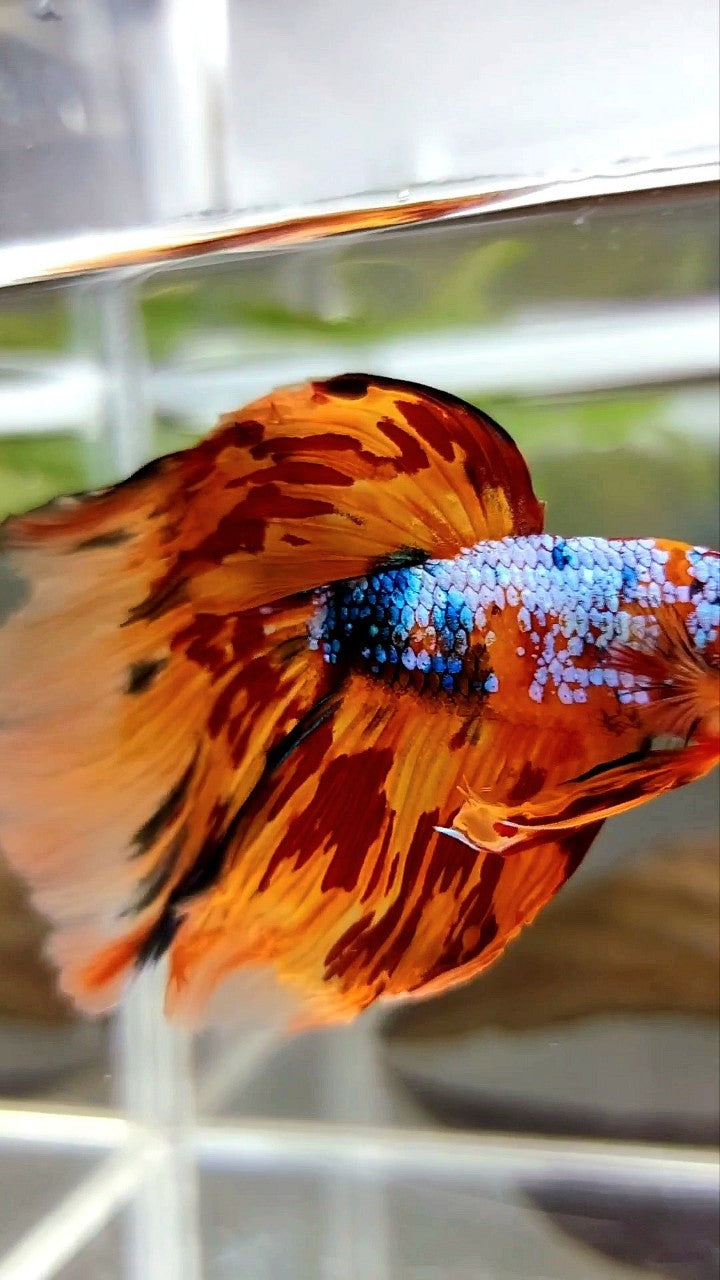 XL HALFMOON DELTA SUPER FIRE MULTICOLOR BETTA FISH